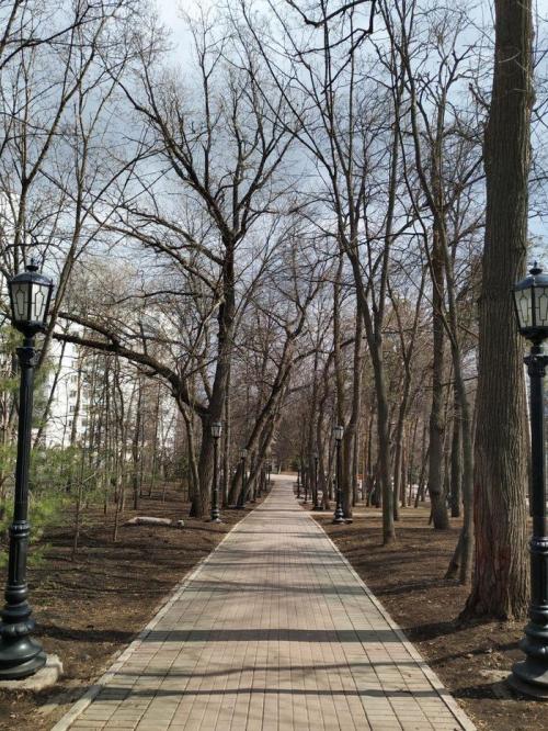 Зачем белят деревья вдоль дорог. Зачем нужно белить стволы деревьев?