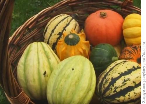 Маленькие тыквы сорт. Порционные тыквы