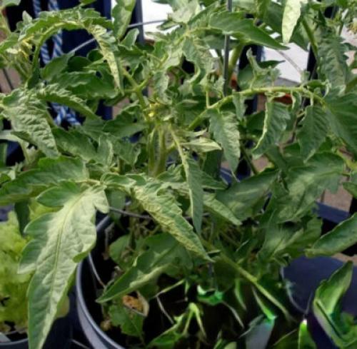 Можно ли есть помидоры с белыми прожилками внутри. Основные причины появления белых прожилок