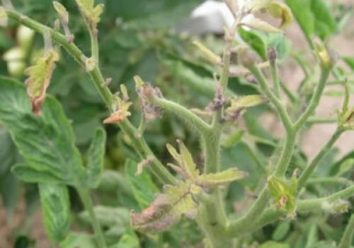 Можно ли есть помидоры с белыми прожилками внутри. Основные причины появления белых прожилок