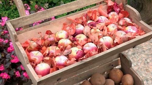 Можно ли хранить яблоки в квартире зимой вместе с другими фруктами и овощами. Как хранить картошку в одном погребе с яблоками и можно ли так делать