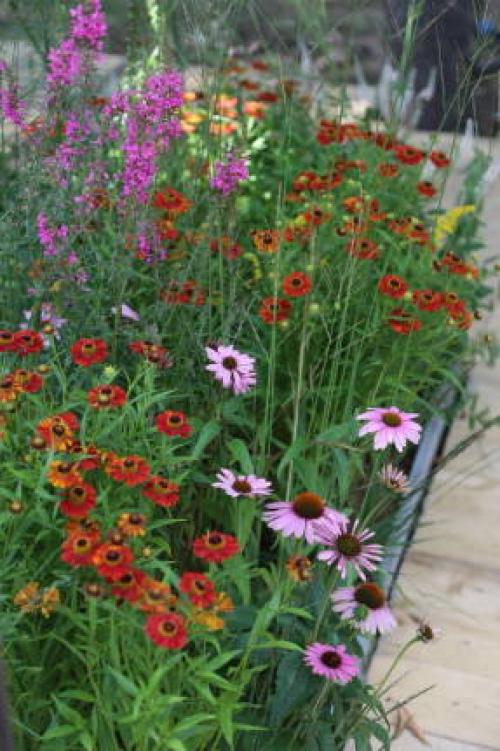 Какие растения всегда сажают только осенью. Особенности осенней посадки 02 Какие растения всегда сажают только осенью. Особенности осенней посадки 02