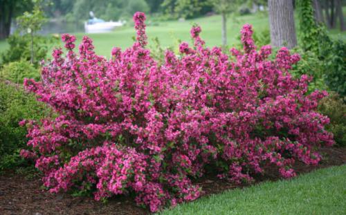 Какие кустарники посадить на даче поздней осенью. Добавление статьи в новую подборку 06 Какие кустарники посадить на даче поздней осенью. Добавление статьи в новую подборку 06