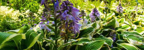 Какие растения всегда сажают только осенью. Особенности осенней посадки 06 Какие растения всегда сажают только осенью. Особенности осенней посадки 06