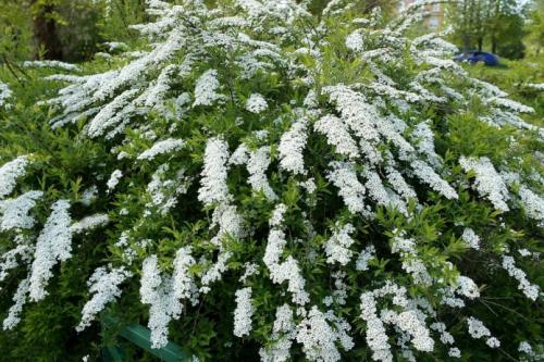 Какие кустарники посадить на даче поздней осенью. Добавление статьи в новую подборку 05 Какие кустарники посадить на даче поздней осенью. Добавление статьи в новую подборку 05