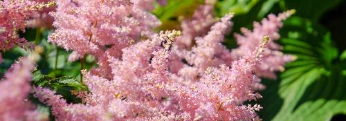 Какие растения всегда сажают только осенью. Особенности осенней посадки 05 Какие растения всегда сажают только осенью. Особенности осенней посадки 05