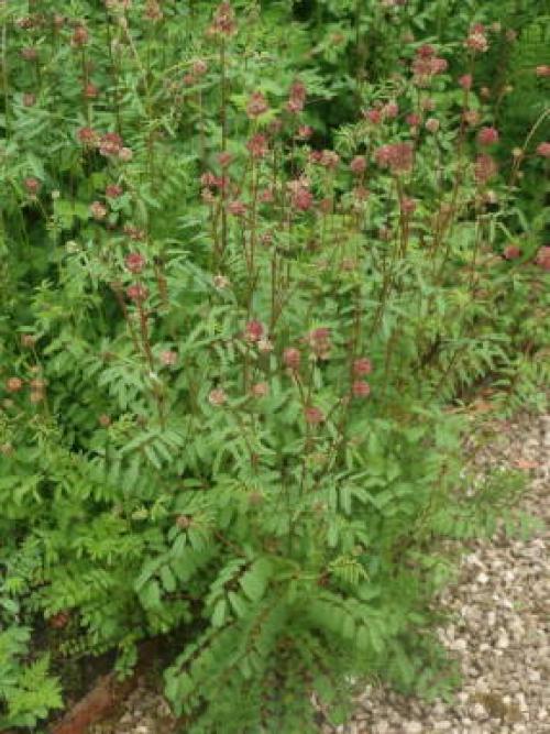 Какие растения всегда сажают только осенью. Особенности осенней посадки 03 Какие растения всегда сажают только осенью. Особенности осенней посадки 03