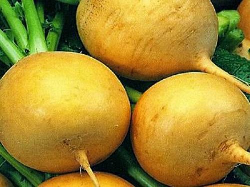 Какие преимущества имеет природное земледелие репы перед традиционным. ВЫРАЩИВАНИЕ РЕПЫ В ПРИРОДНОМ ЗЕМЛЕДЕЛИИ!