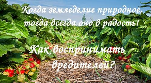 Как организовать борьбу с вредителями и болезнями при природном земледелии репы. Почему земледельцам-природникам не страшны вредители и болезни?