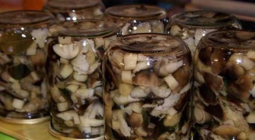 Какие ингредиенты можно добавить в замороженную рядовку. Как солить грибы рядовки на зиму холодным способом