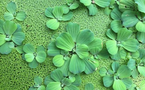 Как правильно поливать пистию зимой. Какие необходимы условия для содержания пистии в аквариуме