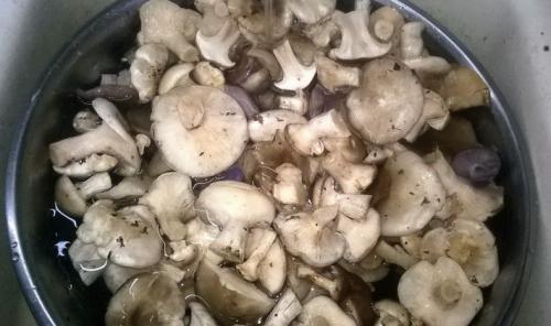 Как приготовить грибы рядовки на зиму. Как правильно заморозить грибы рядовки на зиму