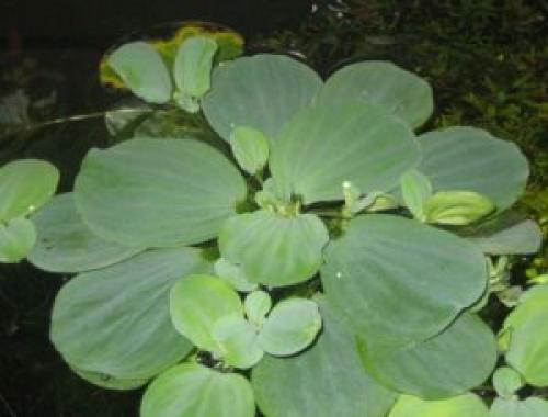 Как правильно поливать пистию зимой. Какие необходимы условия для содержания пистии в аквариуме