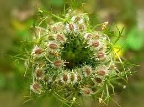 Какие приемы используются в природном земледелии репы. 