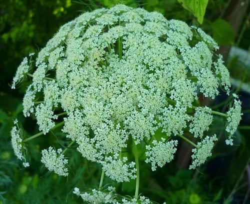 Как природное земледелие репы влияет на качество продукции. ВЫРАЩИВАНИЕ КОРНЕПЛОДОВ В ПРИРОДНОМ ЗЕМЛЕДЕЛИИ!