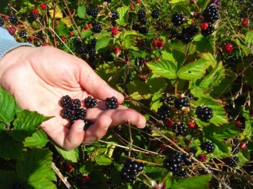 Какие ягодные кустарники можно посадить осенью. Ягодные кустарники