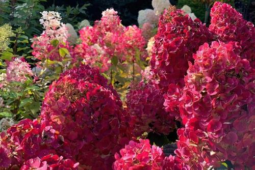 Зимостойкие декоративные кустарники. Гортензия метельчатая «Вимс Ред»