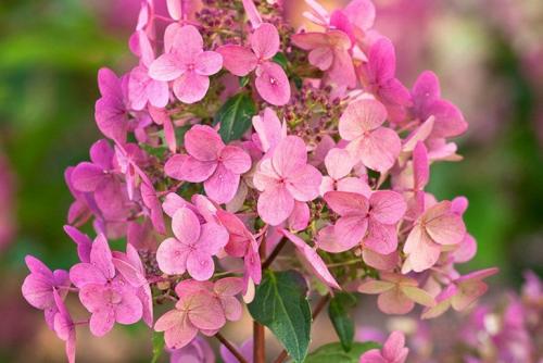 Зимостойкие декоративные кустарники. Гортензия метельчатая «Вимс Ред»