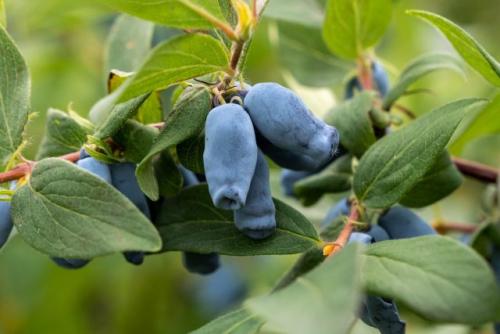 Какие ягодные кустарники можно посадить осенью. Ягодные кустарники