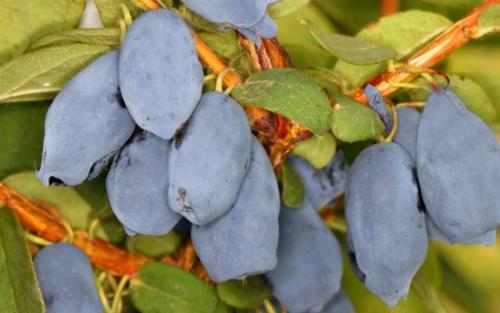 Какие ягодные кустарники можно посадить осенью. Ягодные кустарники