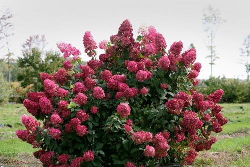 Зимостойкие декоративные кустарники. Гортензия метельчатая «Вимс Ред»