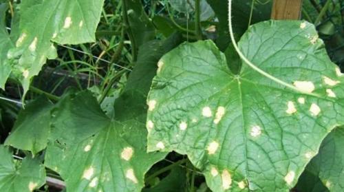 Могут ли желтые пятна на листьях огурцов быть связаны с неправильным выбором сорта. Причины появления пятен на листьях огурцов и их лечение