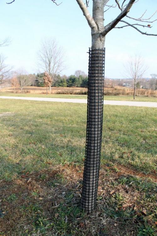 Как можно защитить саженцы от зайцев, не нанося вреда им самим. Виды защиты, эффективные от мышей