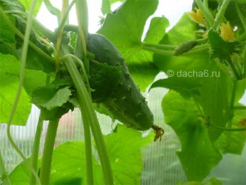 Какие сорта огурцов наиболее быстро созревают на Северо-Западе. Сорта огурцов для Северо-Запада. Огурцы для Северо-Запада