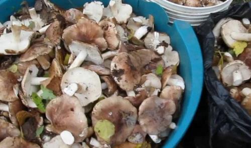 Как правильно вымыть и очистить грибы рядовки перед варкой. Надо ли чистить рядовки и как это сделать сухим способом?