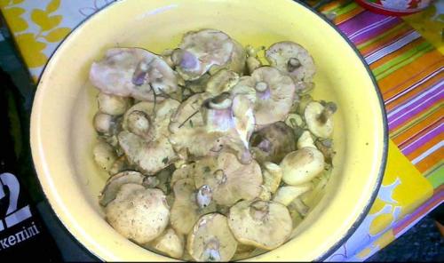 Как правильно вымыть и очистить грибы рядовки перед варкой. Надо ли чистить рядовки и как это сделать сухим способом?