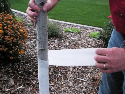 Как можно защитить саженцы от зайцев, не нанося вреда им самим. Виды защиты, эффективные от мышей