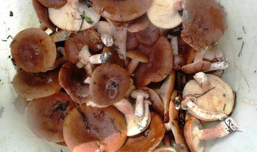 Как правильно вымыть и очистить грибы рядовки перед варкой. Надо ли чистить рядовки и как это сделать сухим способом?