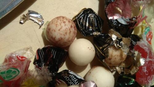 Мыши уйдут сами. Июнь. Хлорка, еловые ветки, борьба звуками и эфирные масла