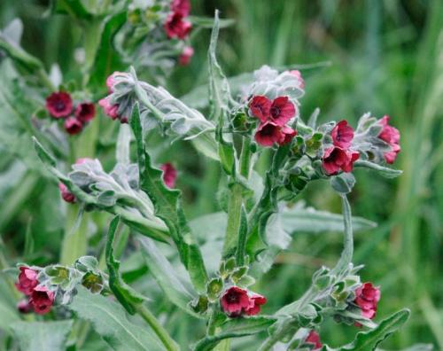 Как избавиться от полевых мышей на огороде. Как бороться с мышами полевками