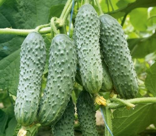 Сорта огурцов для посадки в ленобласти. Тонкости выбора семян с учетом районирования 09