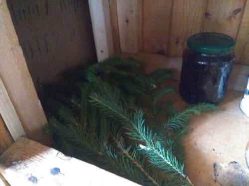 Мыши уйдут сами. Июнь. Хлорка, еловые ветки, борьба звуками и эфирные масла