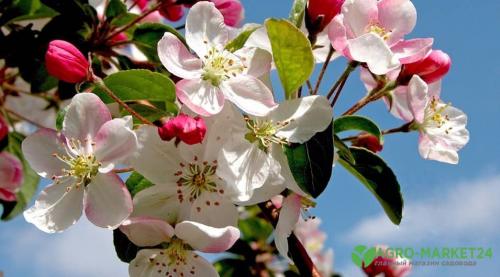 Весенняя посадка яблони: лучшие практики и советы 01 Весенняя посадка яблони: лучшие практики и советы 01