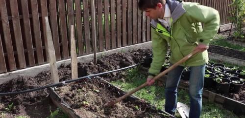 Как подготовить к зиме огород. Осенний уход за деревьями и кустарниками 03