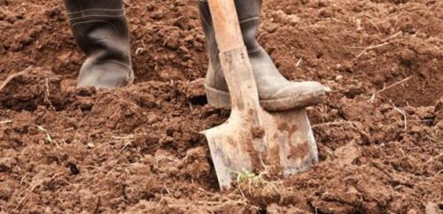 Как подготовить к зиме огород. Осенний уход за деревьями и кустарниками 02