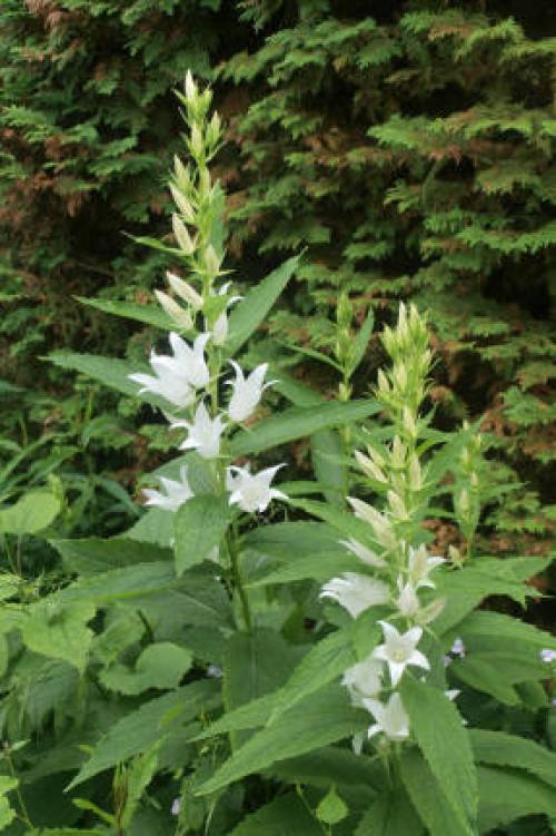 Какие деревья можно сажать в августе и сентябре. Зелень и овощи 01