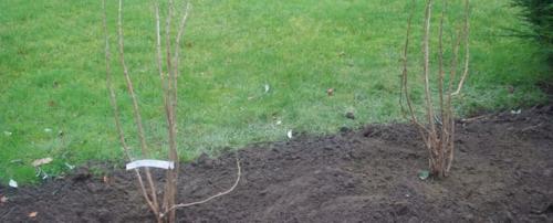 Какие кустарники можно посадить в августе. Какие кустарники и ягоды можно посадить в августе