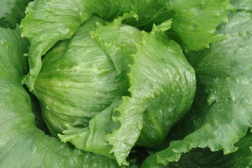 Что посадить в сентябре украина. Топ-10 вариантов, что можно и нужно посадить в сентябре 2022 года в огороде