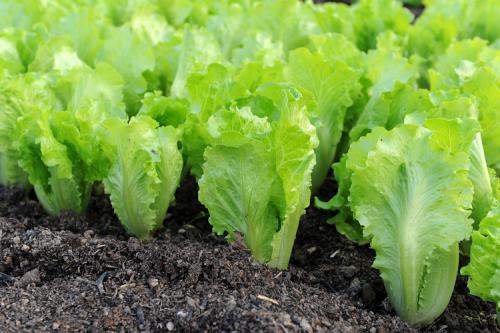 Что посадить в сентябре украина. Топ-10 вариантов, что можно и нужно посадить в сентябре 2022 года в огороде