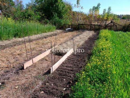 Какие особенности ухода за растениями на даче в зимний период, используя принципы природного земледелия. Природное земледелие на практике.