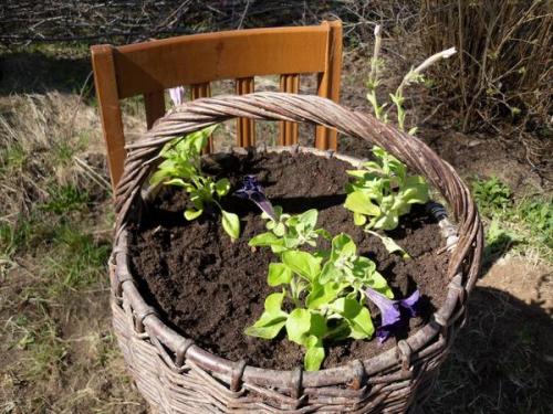 Какие растения можно выращивать в корзине для посадки. Корзинка с петуниями