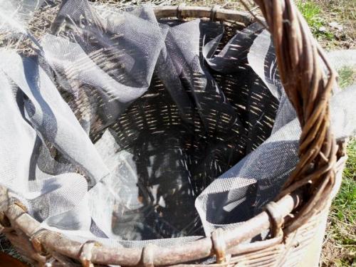 Какие растения можно выращивать в корзине для посадки. Корзинка с петуниями