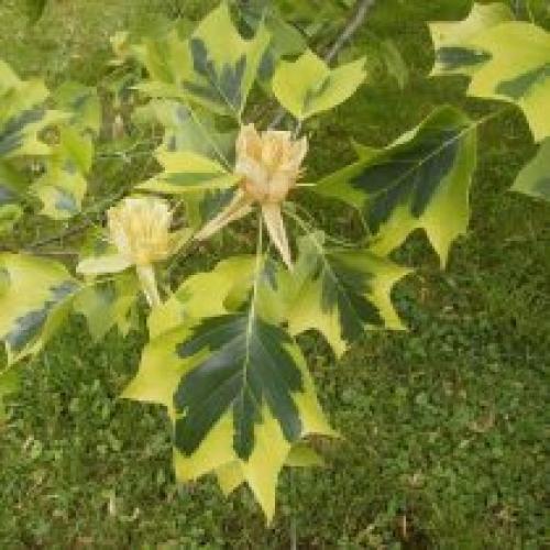 Как сохраняют и защищают тюльпановое дерево в Подмосковье. Описание растения