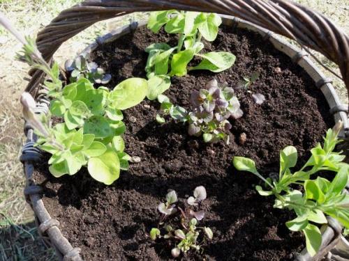 Какие растения можно выращивать в корзине для посадки. Корзинка с петуниями