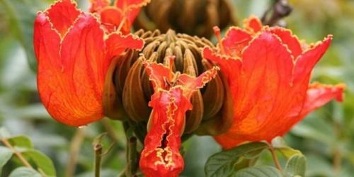 Какие проблемы могут возникнуть при сохранении тюльпанового дерева в Подмосковье. Как вырастить тюльпановое дерево в домашних условиях