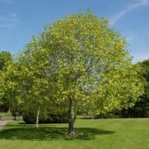 Как сохраняют и защищают тюльпановое дерево в Подмосковье. Описание растения